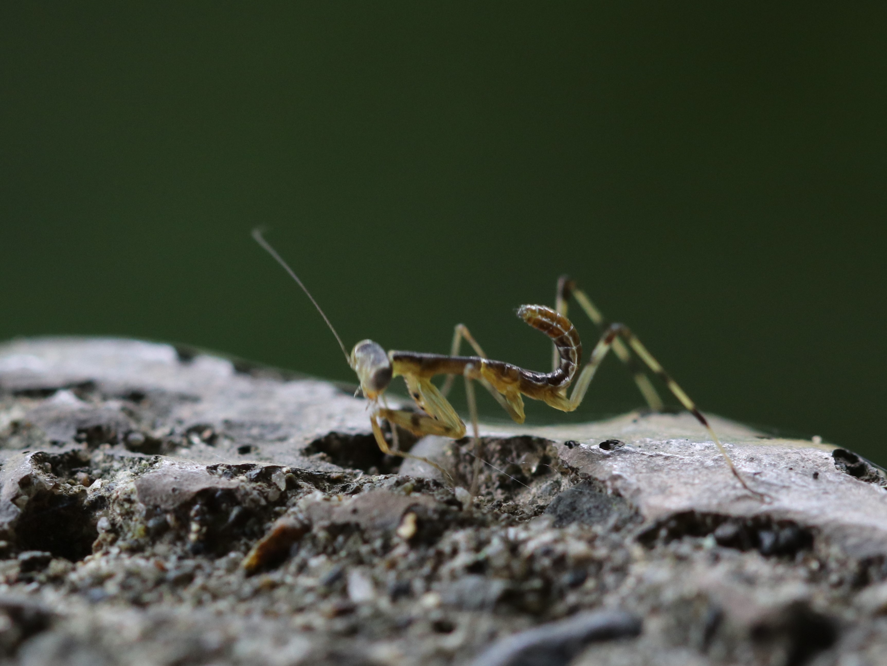 ハラビロカマキリ5